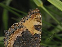 Kleine vos #48161 : Kleine vos, Small tortoiseshell, Aglais urticae