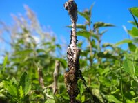 Aglais urticae 35, Kleine vos, Saxifraga-Rudmer Zwerver : aglais, aglais urticae, close up, close-up, dagvlinder, familie, insect, kleine, macro, natuur, nest, rups, rupsen, rupsennest, schoenlapper, vlinder, vos, waardplant, wild