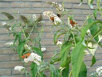 Aglais urticae 7, Kleine vos, Vlinderstichting-Henk Bosma