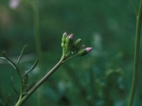 Anthocharis cardamines 10, Oranjetipje, egg, Vlinderstichting-Kars Veling