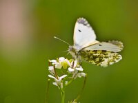 Butterfly Warming its Wings in the Sun  Beautiful Female Orange Tip Butterfly (Anthocharis cardamines) - Feeding on Flowers : Anthocharis cardamines, Orange tip, animal, anthocharis, appealing, attractive, background, beautiful, beauty, butterfly, calm, closeup, color, colorful, elegant, environment, europe, european, fauna, flower, garden, giant, good, gorgeous, green, insect, looking, lovely, macro, magnificent, natural, nature, nice, pattern, petals, pretty, serenity, silence, spring, striking, stunning, summer, wild, wildlife