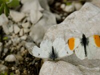 Anthocharis cardamines 52, Oranjetipje, Saxifraga-Marijke Verhagen
