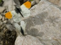 Anthocharis cardamines 55, Oranjetipje, display, Saxifraga-Marijke Verhagen