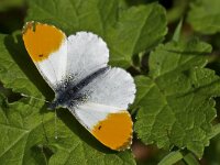 Anthocharis cardamines 74, Oranjetipje, Saxifraga-Rik Kruit