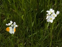 Anthocharis cardamines 87, Oranjetipje, Saxifraga-Jan van der Straaten