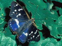 Apatura ilia 13, Kleine weerschijnvlinder, male, Saxifraga-Willem Jan Hoeffnagel