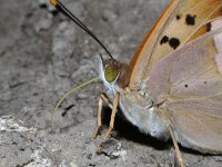 Apatura ilia 4, Kleine weerschijnvlinder, Vlinderstichting-Kars Veling