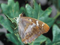 Apatura ilia 5, Kleine weerschijnvlinder, female, Saxifraga-Frits Bink
