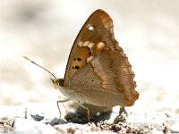 Apatura ilia 8, Kleine weerschijnvlinder, Saxifraga-Arthur van Dijk