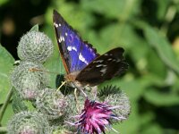Apatura ilia 9, Kleine weerschijnvlinder, Vlinderstichting-Kars Veling