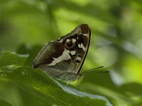 Apatura iris 20, Grote weerschijnvlinder, male, Saxifraga-Jan van der Straaten