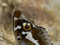 Apatura iris 21, Grote weerschijnvlinder, male, Saxifraga-Marijke Verhagen