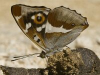 Apatura iris 29, Grote weerschijnvlinder, male, Saxifraga-Marijke Verhagen