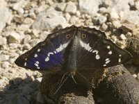 Apatura iris 38, Grote weerschijnvlinder, male, Saxifraga-Marijke Verhagen