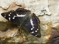 Apatura iris 44, Grote weerschijnvlinder, male, Saxifraga-Marijke Verhagen