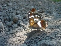 Apatura iris 52, Grote weerschijnvlinder, Vlinderstichting-Fons Bongers