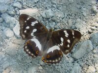 Apatura iris 55, Grote weerschijnvlinder, Vlinderstichting-Fons Bongers