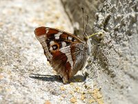 Apatura iris 7, Grote weerschijnvlinder, Saxifraga-Arthur van Dijk