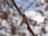 Apatura iris 77, Grote weerschijnvlinder, larva in winter, Saxifraga-Kars Veling