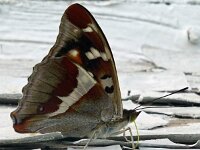 Apatura iris 83, Grote weerschijnvlinder, Saxifraga-Hans Grotenhuis