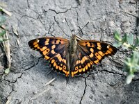 Apatura metis 2, Oostelijke weerschijnvlinder, Saxifraga-Peter Gergely