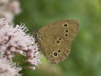 Aphantopus hyperantus 11, Koevinkje, Saxifraga-Willem van Kruijsbergen