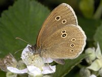 Aphantopus hyperantus 17, Koevinkje, Saxifraga-Ab H Baas