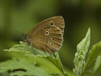 Aphantopus hyperantus 4, Koevinkje, female, Saxifraga-Jan van der Straaten