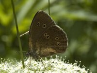 Aphantopus hyperantus 6, Koevinkje, female, Saxifraga-Marijke Verhagen