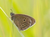 koevinkje  Ringlet (Aphantopus hyperantus) butterfly on bright green background. In Europe it is common in most countries but absent from northern Scandinavia, peninsular Italy, Portugal, Southern and central Spain : Belgium, China and Korea, Netherlands, animal, aphantopus, background, blue, britain, brown, butterfly, close, close-up, closeup, color, dew, europe, field, flower, focus, france, germany, grass, green, hyperantus, insect, leaf, light, macro, meadow, mongolia, morning, natural, nature, nymphalidae, outdoors, outside, plant, poland, portrait, ringlet, russia, siberia, small, spring, stack, summer, uk, wild, wildlife, yellow