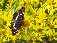 Araschnia levana 106, Landkaartje, on Jacobaea vulgaris, Saxifraga-Kars Veling
