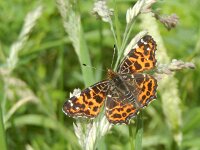 Araschnia levana 157, Landkaartje, on the watch, Saxifraga-Kars Veling