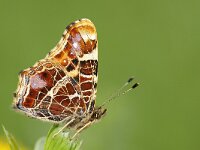 Araschnia levana 185, Landkaartje, in spring, Saxifraga-Kars Veling