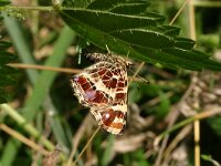 Araschnia levana 20, Landkaartje, Vlinderstichting-Kars Veling