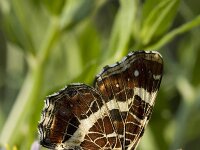 Araschnia levana 21, Landkaartje, Vlinderstichting-Henk Bosma