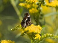 Araschnia levana 24, Landkaartje, Vlinderstichting-Henk Bosma