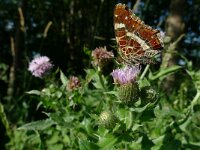 Araschnia levana 38, Landkaartje, 2nd generation, Saxifraga-Mark Zekhuis