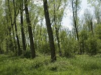 Araschnia levana 68, Landkaartje, habitat, NL, Noord-Brabant, Best, De Scheeken, Saxifraga-Jan van der Straaten