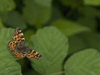 Araschnia levana 88, Landkaartje, Saxifraga-Jan van der Straaten