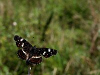Araschnia levana 91, Landkaartje, summer, male, Saxifraga-Kars Veling