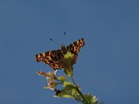 Araschnia levana 93, Landkaartje, Saxifraga-Bas Klaver