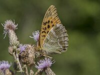 Argynnis paphia 107, Keizersmantel, Saxifraga-Willem van Kruijsbergen