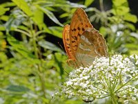 Argynnis paphia 156, Keizersmantel, on Aegopodium podagraria, Saxifraga-Kars Veling