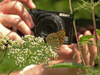 Argynnis paphia 184, Keizersmantel, Saxifraga-Kars Veling