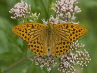 Argynnis paphia 92, Keizersmantel, Saxifraga-Willem van Kruijsbergen