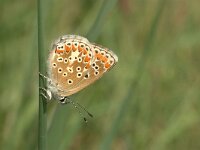Aricia agestis 10, Bruin blauwtje, Vlinderstichting-Kars Veling
