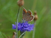 Aricia agestis 16, Bruin blauwtje, Saxifraga-Arthur van Dijk