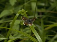 Aricia agestis 3, Bruin blauwtje, female, Saxifraga-Jan van der Straaten