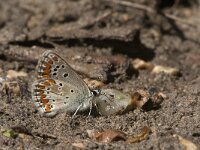 Aricia agestis 44, Bruin blauwtje, Saxifraga-Jan van der Straaten