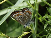 Aricia agestis 9, Bruin blauwtje, Saxifraga-Peter Meininger